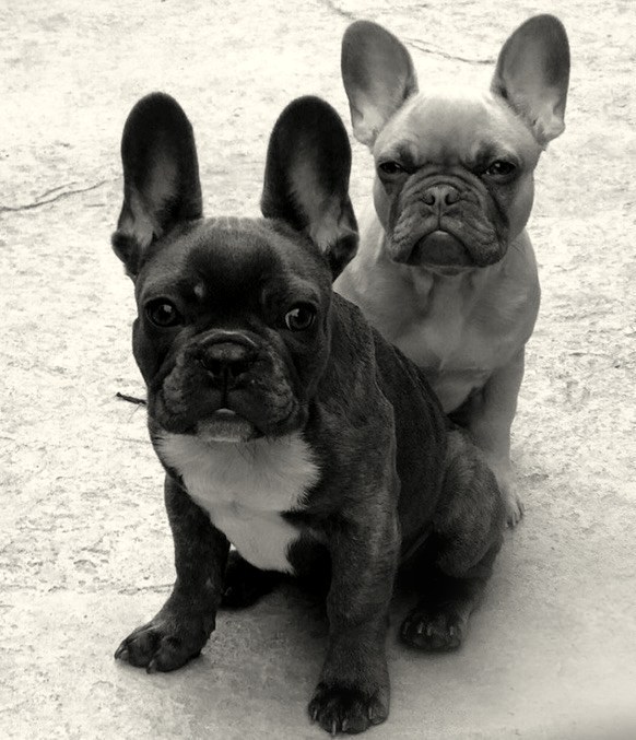 Maxwell and Milo